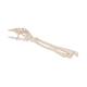 3B Scientific A41 Hand Skeleton With Portions of Ulna and Radius, Wire Mounted