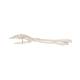 3B Scientific A41 Hand Skeleton With Portions of Ulna and Radius, Wire Mounted
