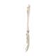 3B Scientific A41 Hand Skeleton With Portions of Ulna and Radius, Wire Mounted