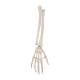 3B Scientific A41 Hand Skeleton With Portions of Ulna and Radius, Wire Mounted