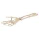 3B Scientific A41 Human Hand Skeleton With Portions of Ulna and Radius Wire Mounted - 3B Smart Anatomy