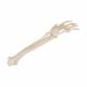 3B Scientific A41 Human Hand Skeleton With Portions of Ulna and Radius Wire Mounted - 3B Smart Anatomy