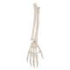 3B Scientific A41 Human Hand Skeleton With Portions of Ulna and Radius Wire Mounted - 3B Smart Anatomy