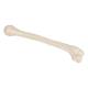 3B Scientific A45-1 Human Humerus - 3B Smart Anatomy