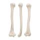 3B Scientific A45-1 Human Humerus Bone - 3B Smart Anatomy
