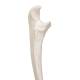 3B Scientifc A45-2 Human Ulna Bone - 3B Smart Anatomy