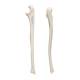 3B Scientifc A45-2 Human Ulna Bone - 3B Smart Anatomy