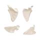 3B Scientific A45-4 Human Scapula Bone - 3B Smart Anatomy