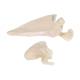 3B Scientific A45-4 Human Scapula Bone - 3B Smart Anatomy