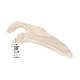 3B Scientific A45-4 Human Scapula Bone - 3B Smart Anatomy