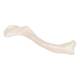 3B Scientific A45-5 Human Clavicle Model - 3B Smart Anatomy