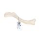 3B Scientific A45-5 Human Clavicle Bone - 3B Smart Anatomy