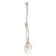 3B Scientific A45 Human Arm Skeleton Model, Wire Mounted - 3B Smart Anatomy