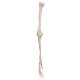 3B Scientific A45 Human Arm Skeleton Model, Wire Mounted - 3B Smart Anatomy