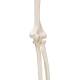3B Scientific A45 Human Arm Skeleton Model, Wire Mounted - 3B Smart Anatomy