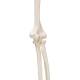 3B Scientific A45 Human Arm Skeleton Model, Wire Mounted - 3B Smart Anatomy