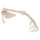 3B Scientific A46 Human Arm Skeleton with Scapula and Clavicle - 3B Smart Anatomy