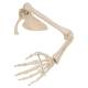 Arm Skeleton with Scapula and Clavicle - 3B Smart Anatomy