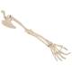 3B Scientific A46 Human Arm Skeleton with Scapula and Clavicle - 3B Smart Anatomy