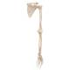 3B Scientific A46 Human Arm Skeleton with Scapula and Clavicle - 3B Smart Anatomy