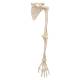 3B Scientific A46 Human Arm Skeleton with Scapula and Clavicle - 3B Smart Anatomy