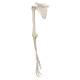3B Scientific A46 Human Arm Skeleton with Scapula and Clavicle - 3B Smart Anatomy