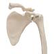 3B Scientific A46 Human Arm Skeleton with Scapula and Clavicle - 3B Smart Anatomy