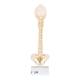 3B Scientific A52 BONElike Child's Vertebral Column Model - 3B Smart Anatomy