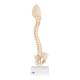 3B Scientific A52 BONElike Child's Vertebral Column Model - 3B Smart Anatomy