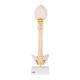 3B Scientific A52 BONElike Child's Vertebral Column Model - 3B Smart Anatomy