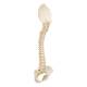 3B Scientific A52 BONElike Child's Vertebral Column Model - 3B Smart Anatomy