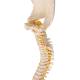 3B Scientific A52 BONElike Child's Vertebral Column Model - 3B Smart Anatomy
