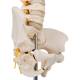 3B Scientific A52 BONElike Child's Vertebral Column Model - 3B Smart Anatomy