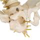 3B Scientific A52 BONElike Child's Vertebral Column Model - 3B Smart Anatomy