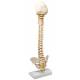 3B Scientific A52 BONElike™ Child's Vertebral Column Model - 3B Smart Anatomy