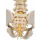 BONElike Child's Vertebral Column Model - 3B Smart Anatomy