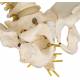 BONElike Child's Vertebral Column Model - 3B Smart Anatomy