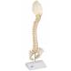 BONElike Child's Vertebral Column Model