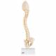 3B Scientific A52 BONElike™ Child's Vertebral Column Model - 3B Smart Anatomy