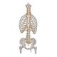 3B Scientific A56/2 Classic Flexible Spine with Ribs and Femur Heads - 3B Smart Anatomy
