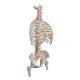 3B Scientific A56/2 Classic Flexible Spine with Ribs and Femur Heads - 3B Smart Anatomy