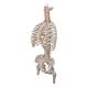 3B Scientific A56/2 Classic Flexible Spine with Ribs and Femur Heads - 3B Smart Anatomy