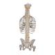 3B Scientific A56/2 Classic Flexible Spine with Ribs and Femur Heads - 3B Smart Anatomy