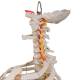 3B Scientific A56/2 Classic Flexible Spine with Ribs and Femur Heads - 3B Smart Anatomy