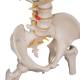 3B Scientific A56/2 Classic Flexible Spine with Ribs and Femur Heads - 3B Smart Anatomy