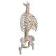 3B Scientific A56-2 Classic Flexible Spine with Ribs and Femur Heads - 3B Smart Anatomy