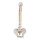 3B Scientific A58-1 Classic Flexible Spine with Male Pelvis - 3B Smart Anatomy