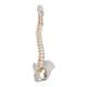 3B Scientific A58-1 Classic Flexible Spine with Male Pelvis - 3B Smart Anatomy