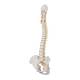 3B Scientific A58-1 Classic Flexible Spine with Male Pelvis - 3B Smart Anatomy