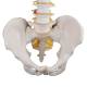 3B Scientific A58-1 Classic Flexible Spine with Male Pelvis - 3B Smart Anatomy